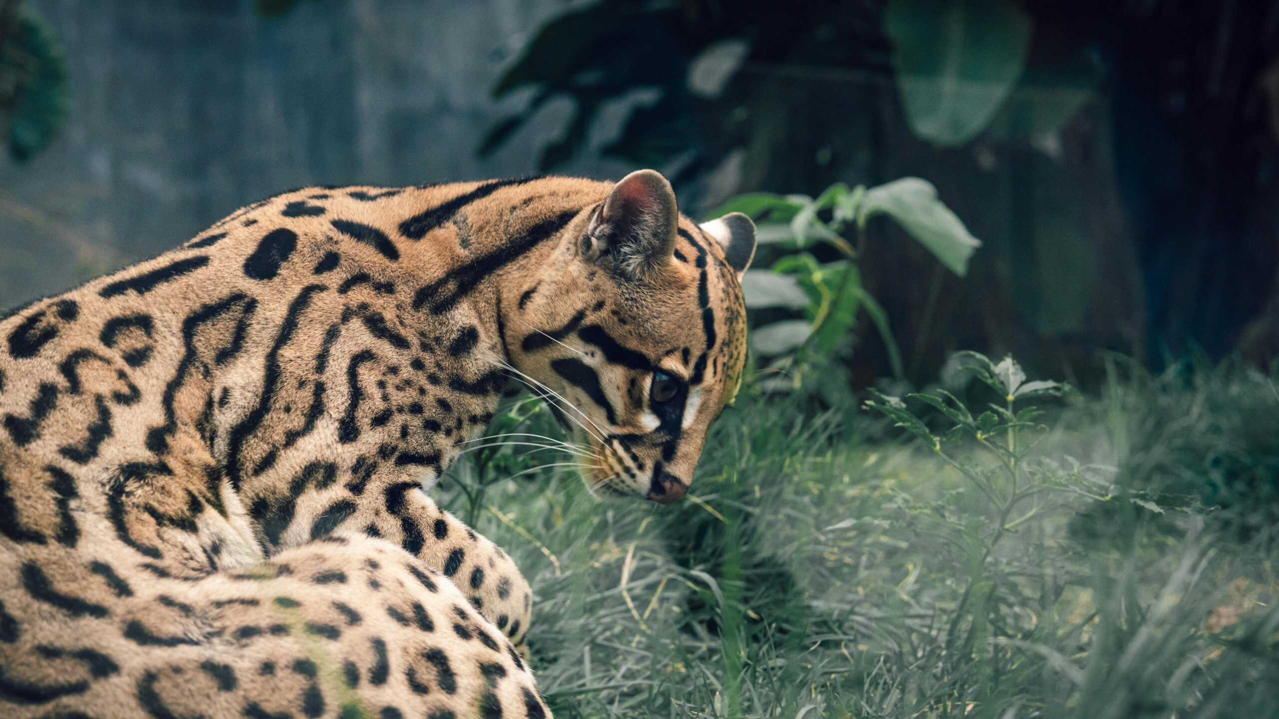 Close-up of an ocelot lying in grass, showcasing its beautiful spotted fur and intense gaze.
