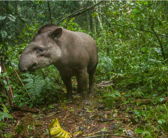 tapir